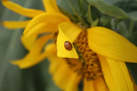 sunflower ladybug pollen: spotted ladybug traversing bright yellow sunflower petal with pollen-rich center visible in soft-focus background