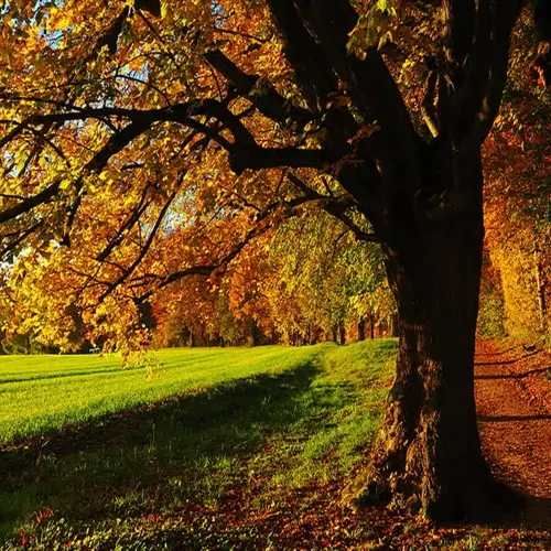 sunlit autumn tree with golden leaves, fallen brown-edged leaves on grassy field and path, showcasing brown leaf edges plant in vibrant fall landscape