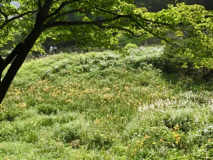 sunlit daylily hillside planting with vibrant orange flowers, lush greenery, and a large overhanging tree; distant figures on a path