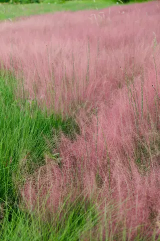 sunlit field of pink muhly grass blooms with feathery plumes, mixed with green grasses in a meadow setting