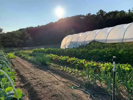 sunlit vegetable garden with wide plant spacing in neat rows, demonstrating cauliflower plants garden spacing for optimal air circulation near a hoop house
