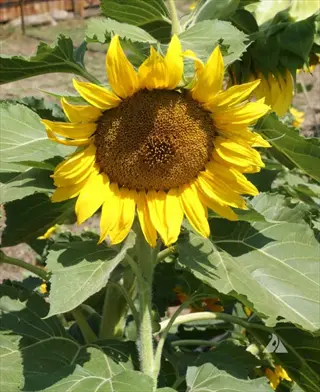 sunspot dwarf sunflower featuring a bright yellow bloom with large dark center, growing on a compact plant amid lush green foliage in a sunny garden