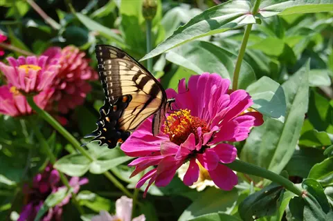 swallowtail butterfly on pink zinnia flowers in a vibrant zinnia butterfly garden