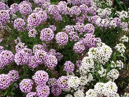 sweet alyssum flowers: dense clusters of tiny purple and white blooms with visible flower centers, growing in lush green foliage