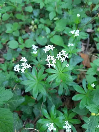 sweet woodruff (galium odoratum) with small white flowers and green leaves
