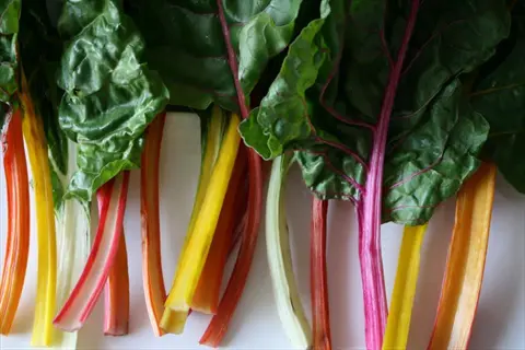 swiss chard colorful stems: vibrant yellow, red, pink, and orange stalks with dark green leaves on a white background