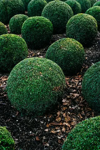 symmetrically trimmed spherical boxwood hedge shrubs in a garden bed with dark mulch and fallen leaves
