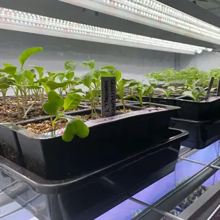 t8 shop light seedlings (including cauliflower 'snowball y') growing in labeled pots under fluorescent tubes at an indoor farm