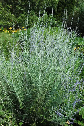 tall russian sage (perovskia) with lavender-blue flower spikes and silvery foliage in a lush garden setting