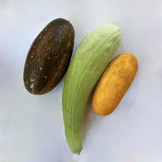 three cucumber variety types displayed, relevant for 'choose your variety wisely'