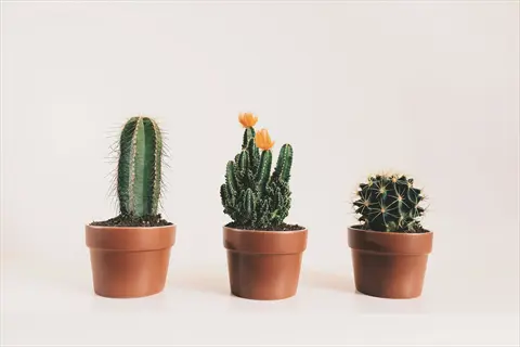 three potted succulent cactus plants in terracotta containers, middle specimen with small orange blooms