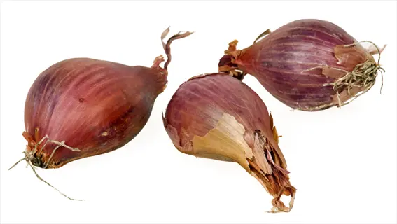 three red shallot bulbs with dried roots and papery skin on white background