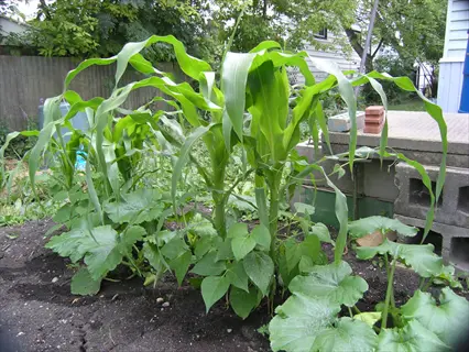 three sisters garden layout with corn, beans, and squash growing together in a backyard garden