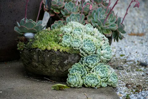 thriving echeveria succulents spill from stone pot onto gravel in succulent rock garden outdoor setting