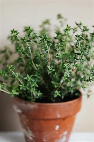 thyme herb plant in a clay pot