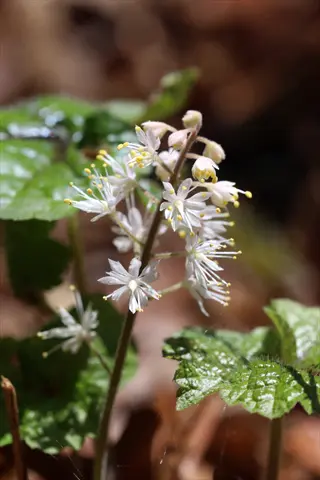 tiarella foamflower bloom spike featuring fragile white star-shaped flowers with yellow stamens rising above green foliage on a woodland floor