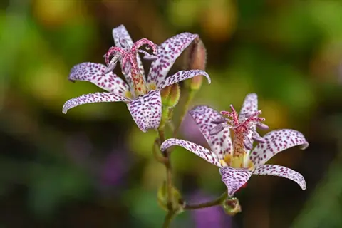 toad lily spotted flowers (tricyrtis) with white-purple speckled petals and prominent central structures, in close-up with blurred green background