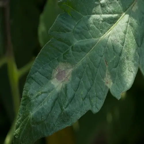 tomato plant leaf showing blight symptoms with brown spots
