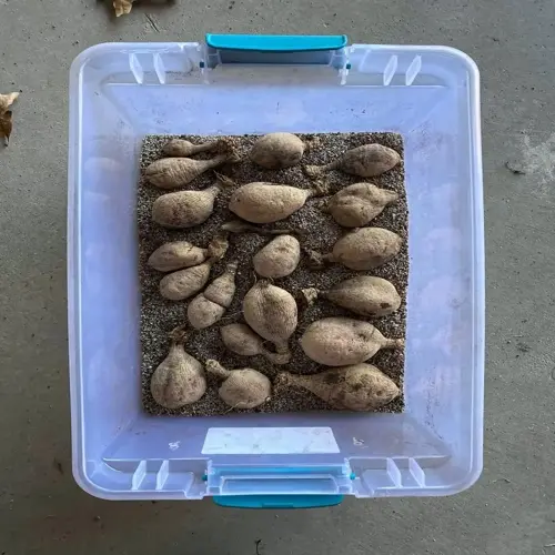 top-down view of a clear plastic dahlia tubers storage box with blue latches, filled with multiple dahlia tubers in sandy medium on concrete surface