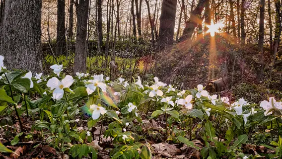 trillium white flower woodland scene featuring numerous three-petaled blooms carpeting a forest floor at sunset with sunbeams filtering through trees