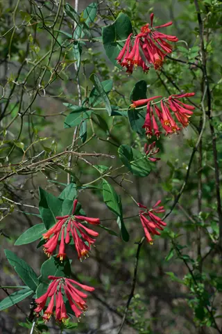 trumpet honeysuckle vine (lonicera sempervirens) with vibrant red-orange tubular flowers climbing through a natural habitat
