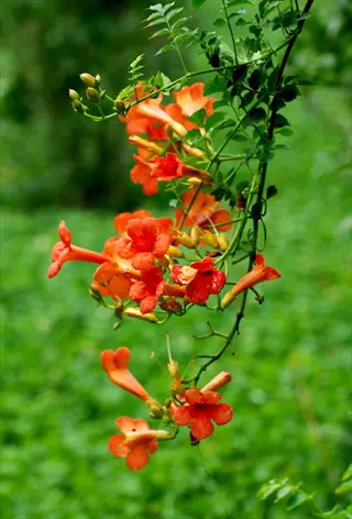 trumpet vine orange blooms cascading on a vine with glossy green foliage against blurred background