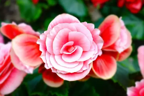 tuberous begonia tuber plant with vibrant pink and red layered flowers among green foliage