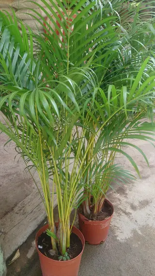 two areca palm indoor plants (dypsis lutescens) in terracotta pots at an outdoor garden center with concrete flooring
