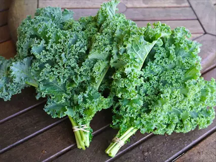 two bunches of fresh vates kale leaves with curly green foliage tied with rubber bands on a wooden table