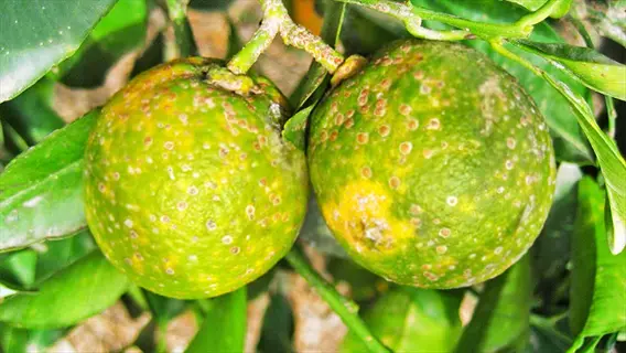 two citrus fruits with blotchy yellow-green mottling and brown streaks characteristic of citrus greening disease on a tree branch