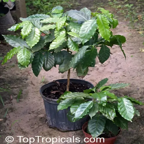 two coffee plants in pots, suitable for home gardening