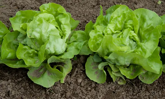 two compact lettuce heads (tahoe batavian variety) growing in dark soil