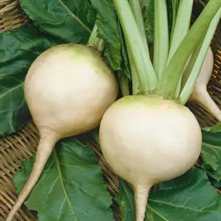 two fresh white beets with green tops resting on green leaves in a woven basket - white beet shown