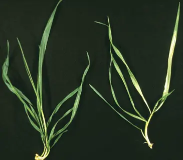 two grass plants showing symptoms of manganese (mn) deficiency, with pale and distorted leaves