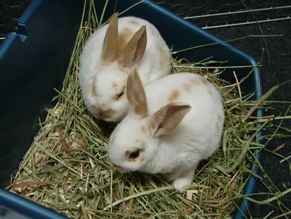 two hansel mini rabbits with white fur and light brown spots resting in a blue container filled with hay