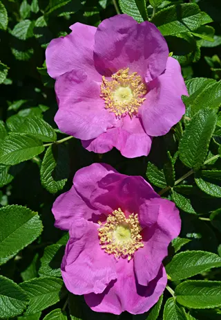 two vibrant purple-pink rugosa rose flowers with yellow stamens surrounded by textured green foliage