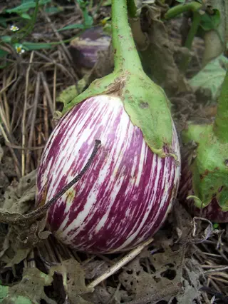 unique striped purple - white eggplant growing in a garden, showcasing an 'epic eggplant variety' with distinctive coloration