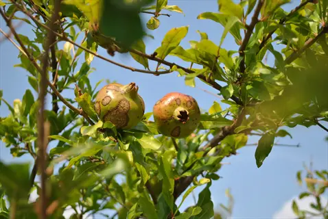 unripe pomegranate fruits on tree branches with green leaves, early stage of pomegranate tree harvest