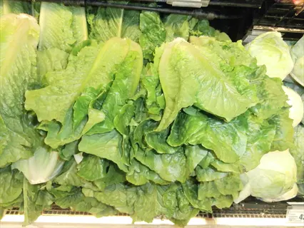 upright green towers romaine lettuce displayed in a grocery store produce section with visible price tag