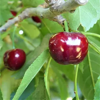 utah giant cherry large: plump glossy deep red cherries hanging on tree branches with green leaves