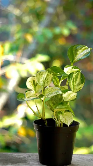 variegated pothos houseplant with heart-shaped leaves in black pot against blurred green background