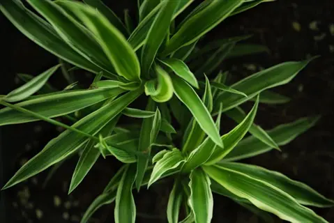 variegated spider plant with slender green leaves and white stripes