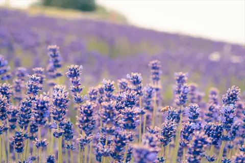 vast lavender field purple flowers (lavandula angustifolia) under a hazy sky, shallow depth of field