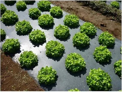vegetable garden with black plastic mulch garden technique - leafy greens growing through plastic sheeting for weed suppression and soil moisture retention