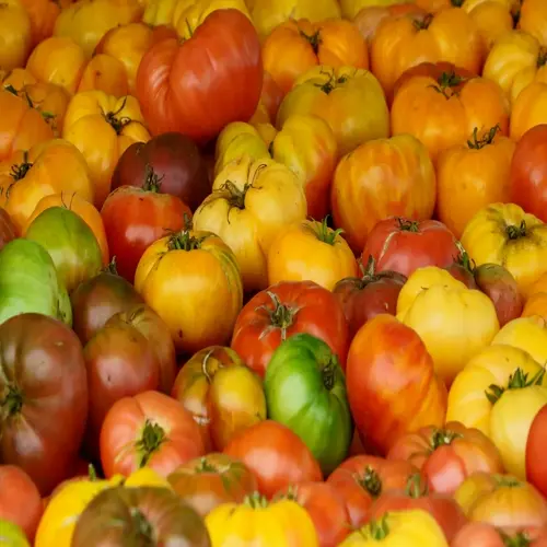 vibrant assortment of colorful heirloom tomatoes in red, yellow, green and purple shades piled together