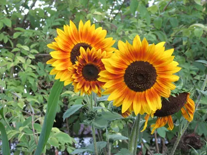 vibrant autumn beauty sunflowers with warm orange-yellow petals and dark centers blooming among lush green foliage