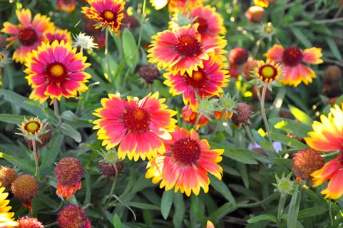 vibrant blanket flower gaillardia blooms with red and yellow petals in a lush garden setting; green foliage with developing seed heads visible