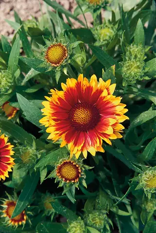 vibrant blanket flower gaillardia red yellow blooms (gaillardia species) with radiating petals and buds among lush green foliage