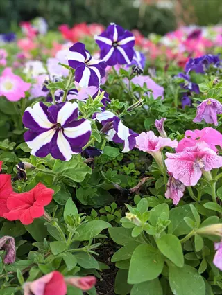 vibrant colorful petunias garden featuring purple-white striped, pink, and red blooms among lush green foliage