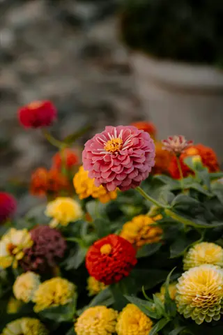 vibrant colorful zinnia flowers in pink, red, yellow, and orange with layered petals in a garden setting with soft-focus background